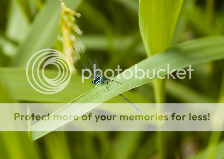 Fotografie