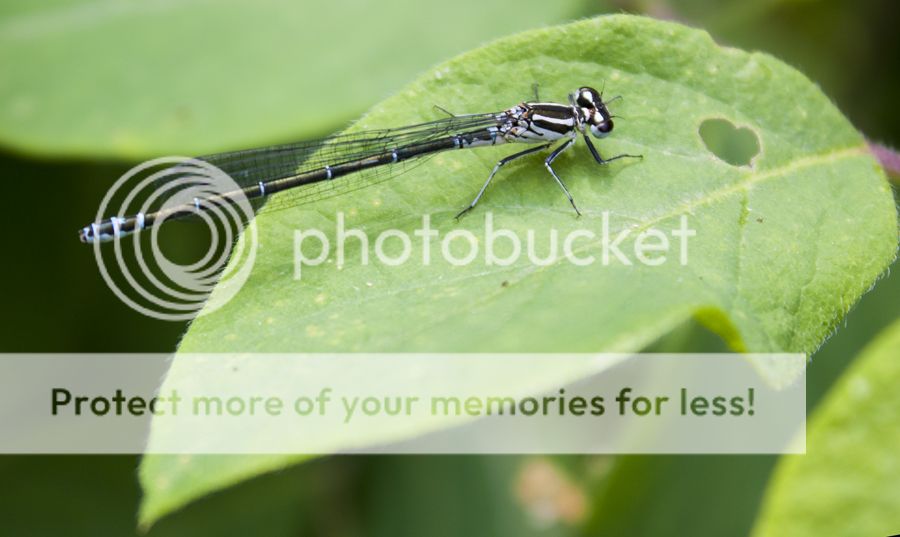 Fotografie